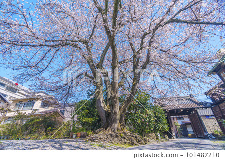 日蓮宗本長寺櫻花（滋賀縣大津市不動田辻寺） 101487210