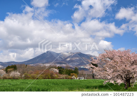 盛開的櫻花和那須山的景色 101487223