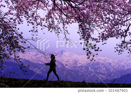 走在櫻花下 走在櫻花下 101487401