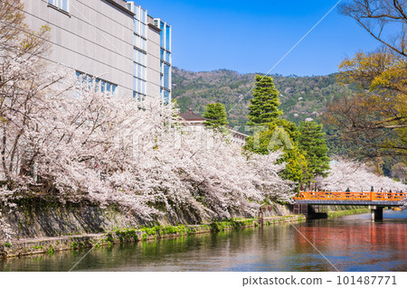 Springtime Kyoto Okazaki Canal scenery of cherry blossoms Springtime Kyoto Okazaki Canal scenery of cherry blossoms 101487771