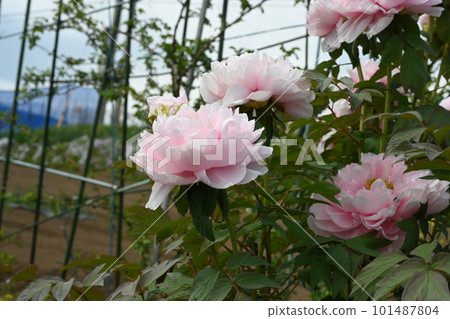 Buttons in bloom at Kibo no Oka Farm Buttons in bloom at Kibo no Oka Farm 101487804