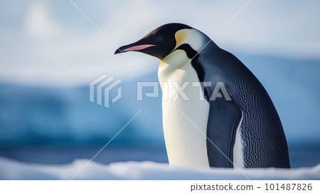 在野外的帝企鵝 101487826