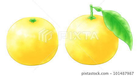 日向夏季套裝帶葉和不帶葉 101487987