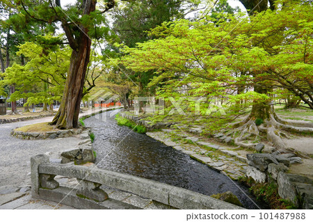 Kyoto City World Heritage Site in April Kamigamo Shrine Nara Stream 101487988