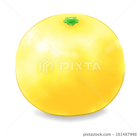 Leafless Hyuganatsu (with shadow) Leafless Hyuganatsu (with shadow) 101487998