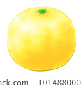 沒有葉子的hyuganatsu 沒有葉子的hyuganatsu 101488000