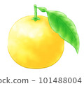 有葉子的Hyuganatsu 有葉子的Hyuganatsu 101488004