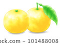 日向夏天有葉/無葉(有陰影) 日向夏天有葉/無葉(有陰影) 101488008