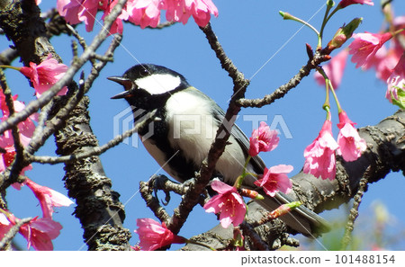 大山雀棲息在一棵櫻桃樹上 101488154