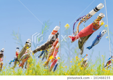 與佐見、鯉魚旗、油菜花盛開的庭園<愛知縣刈谷市> 101488155