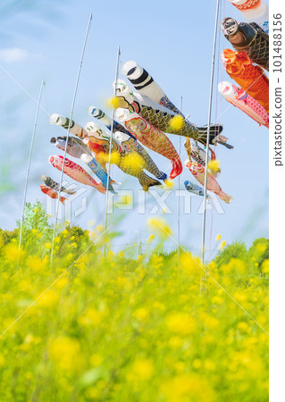 與佐見、鯉魚旗、油菜花盛開的庭園<愛知縣刈谷市> 101488156