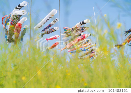 Floral garden Yosami, carp streamers and rape blossoms in full bloom <Kariya City, Aichi Prefecture> 101488161