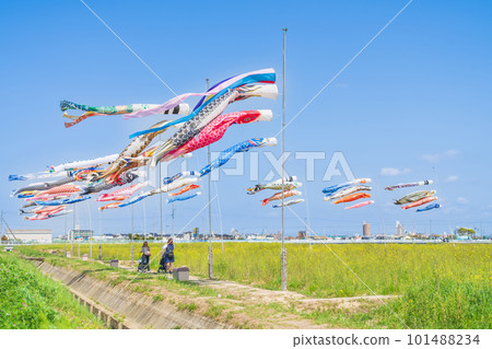 與佐見、鯉魚旗、油菜花盛開的庭園<愛知縣刈谷市> 101488234