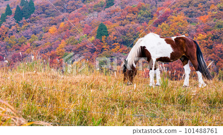 Great natural scenery and animals (horses) that shine in the fall foliage Autumn foliage scenery (Kuju Mountain Range), a famous tourist attraction (Oita Prefecture) Great natural scenery and animals (horses) that shine in the fall foliage Autumn foliage scenery (Kuju Mountain Range), a famous tourist attraction (Oita Prefecture) 101488761