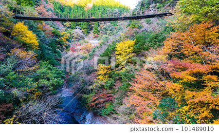 Forest with colored leaves (autumn leaves seen from Shakunage Bridge) (Suspension Bridge of Momoki) (Gokanosho) (Izumi-cho, Yatsushiro City, Kumamoto Prefecture) Forest with colored leaves (autumn leaves seen from Shakunage Bridge) (Suspension Bridge of Momoki) (Gokanosho) (Izumi-cho, Yatsushiro City, Kumamoto Prefecture) 101489010