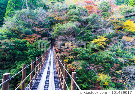 被秋葉包裹的吊橋(從釋生橋眺望)(冷杉木吊橋)(五賀之所)(熊本縣八代市和泉町) 被秋葉包裹的吊橋(從釋生橋眺望)(冷杉木吊橋)(五賀之所)(熊本縣八代市和泉町) 101489017