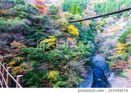 Suspension bridge wrapped in autumn leaves (view from Shakunage Bridge) (suspension bridge of fir trees) (Gokanosho) (Izumi-cho, Yatsushiro City, Kumamoto Prefecture) 101489019