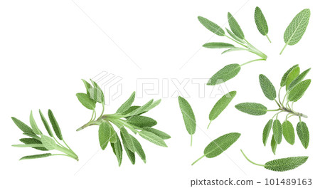 fresh sage herb isolated on white background with full depth of field, Top view with copy space for your text. Flat lay 101489163