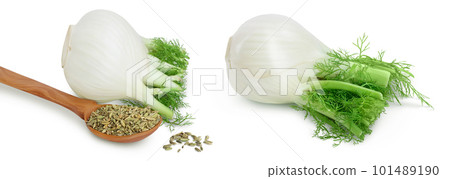 fresh fennel bulb with seed isolated on white background with full depth of field 101489190