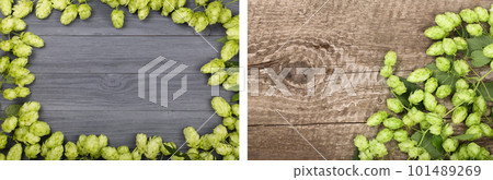 Frame of hop cones on black wooden background. Ingredient for beer production. Top view with copy space for your text 101489269