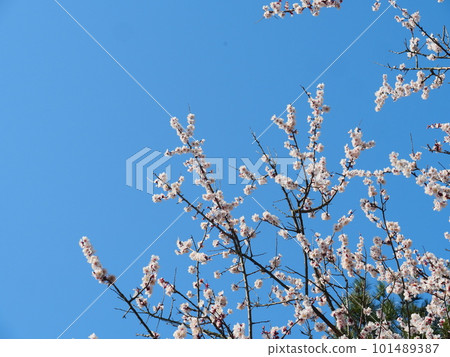 Blue sky and white flowers 101489387