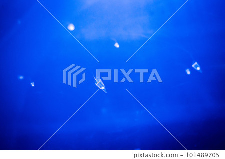 jellyfish in blue aquarium 101489705