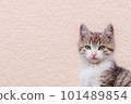 [Kitten] Cute staring cat 101489854