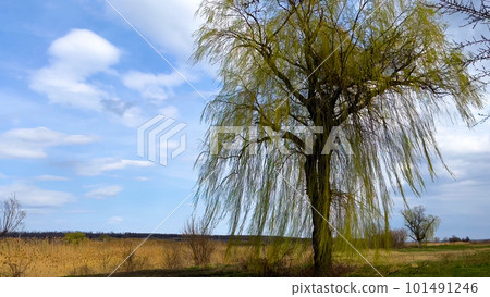 A large tree that is beginning to turn green in the open space against the blue sky in early spring 101491246