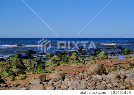 Rocky Baltic sea shore with green sea algae on stones. The Gulf of Riga. 101491499
