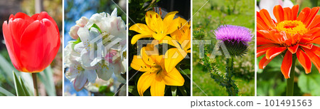 collage of summer gardens and flowers. Wide photo. 101491563