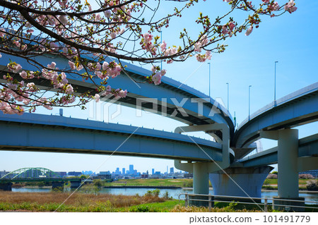 荒川堤岸和河北交匯處的福祿壽五彩櫻花 荒川堤岸和河北交匯處的福祿壽五彩櫻花 101491779