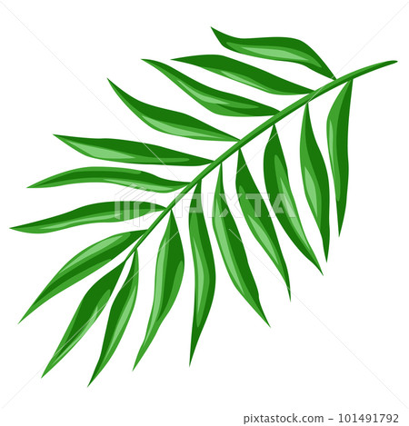 Illustration of stylized palm leaf. Decorative image of tropical plant. 101491792