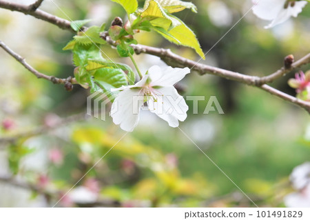 Falling winter cherry blossoms in spring [green background] 101491829