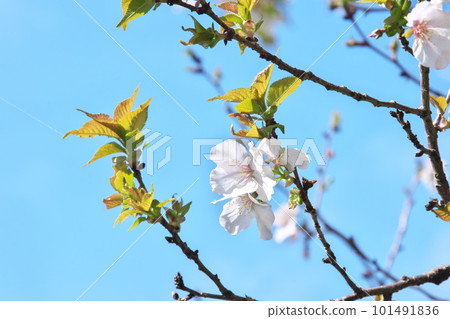 Winter cherry blossoms and spring cherry blossoms that shine in the blue sky Winter cherry blossoms and spring cherry blossoms that shine in the blue sky 101491836