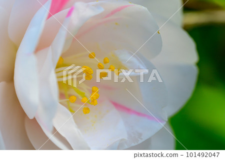 叢林山茶花/五色山茶花_6385 101492047