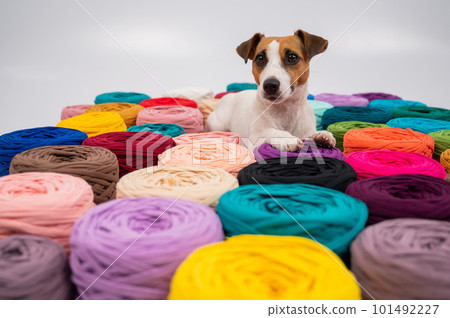 Close-up of Jack Russell Terrier dog among multi-colored cotton skeins. 101492227