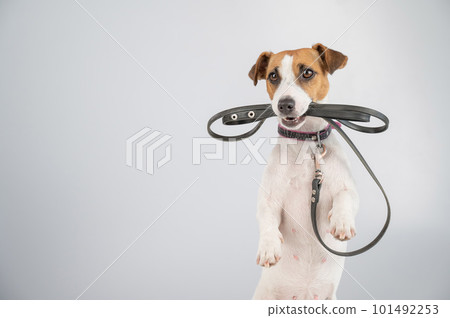 Jack russell terrier dog holding a leash on a white background. Jack russell terrier dog holding a leash on a white background. 101492253