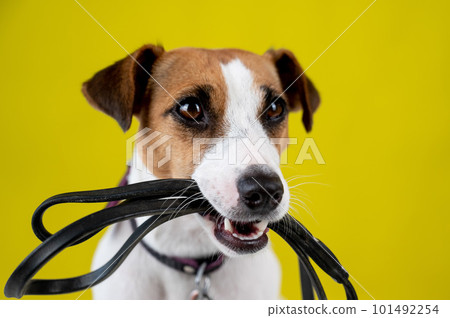 The dog is holding a leash on a yellow background. Jack Russell Terrier calls the owner for a walk. The dog is holding a leash on a yellow background. Jack Russell Terrier calls the owner for a walk. 101492254
