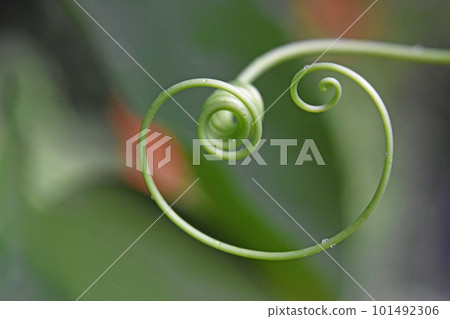由卷鬚創造的美麗自然藝術（帶有心形末端的可愛西番蓮卷鬚） 101492306