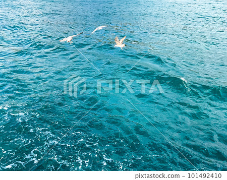 seagulls fly over the blue sea. sea and seagulls seagulls fly over the blue sea. sea and seagulls 101492410