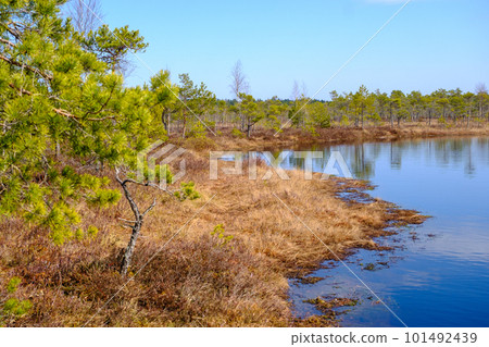 Kemeru swamp, national park with blue lake and trees, and bushes in Latvia with wooden pathway between water, Europe Kemeru swamp, national park with blue lake and trees, and bushes in Latvia with wooden pathway between water, Europe 101492439