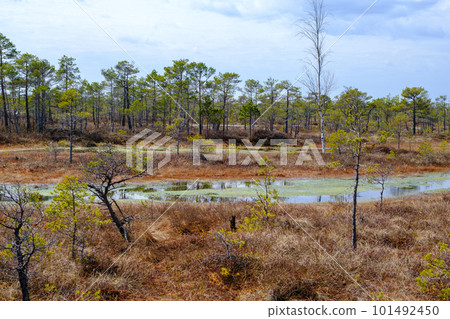 Kemeru swamp, national park with blue lake and trees, and bushes in Latvia with wooden pathway between water, Europe 101492450