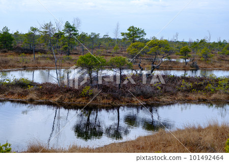 Kemeru swamp, national park with blue lake and trees, and bushes in Latvia with wooden pathway between water, Europe Kemeru swamp, national park with blue lake and trees, and bushes in Latvia with wooden pathway between water, Europe 101492464