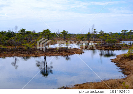 Kemeru swamp, national park with blue lake and trees, and bushes in Latvia with wooden pathway between water, Europe Kemeru swamp, national park with blue lake and trees, and bushes in Latvia with wooden pathway between water, Europe 101492465