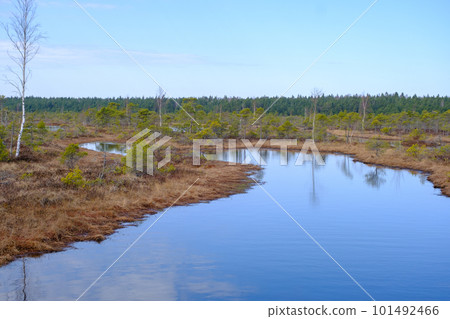 Kemeru swamp, national park with blue lake and trees, and bushes in Latvia with wooden pathway between water, Europe 101492466