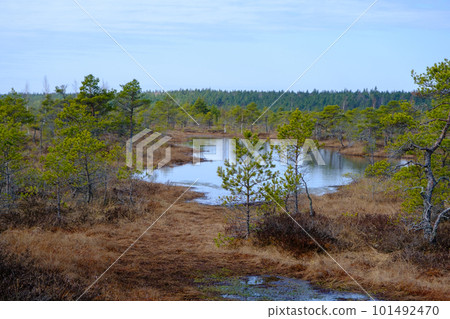 Kemeru swamp, national park with blue lake and trees, and bushes in Latvia with wooden pathway between water, Europe 101492470
