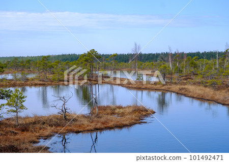 Kemeru swamp, national park with blue lake and trees, and bushes in Latvia with wooden pathway between water, Europe 101492471