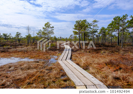Wooden walking dock in the swamp of Kemeru National Park in Latvia. Wooden walking dock in the swamp of Kemeru National Park in Latvia. 101492494