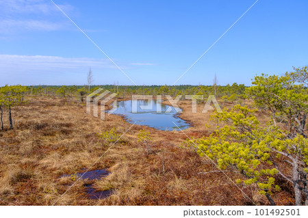 Kemeru swamp, national park with blue lake and trees, and bushes in Latvia with wooden pathway between water, Europe 101492501