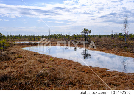Kemeru swamp, national park with blue lake and trees, and bushes in Latvia with wooden pathway between water, Europe 101492502